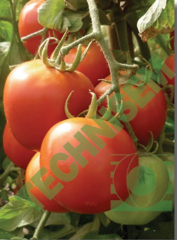 Tomate F1 Cobra26