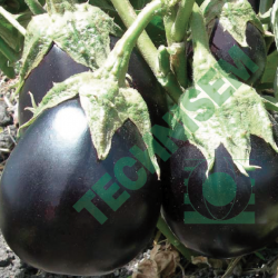 Legumes fruits » Aubergine Africaine