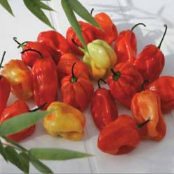 Legumes fruits » Piment